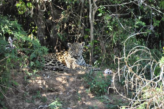 Uma magnífica onça nos observa enquanto navegamos no rio Cuiabá, região de Porto Jofre, no final da rodovia Transpantaneira, no Pantanal Norte, no Mato Grosso
